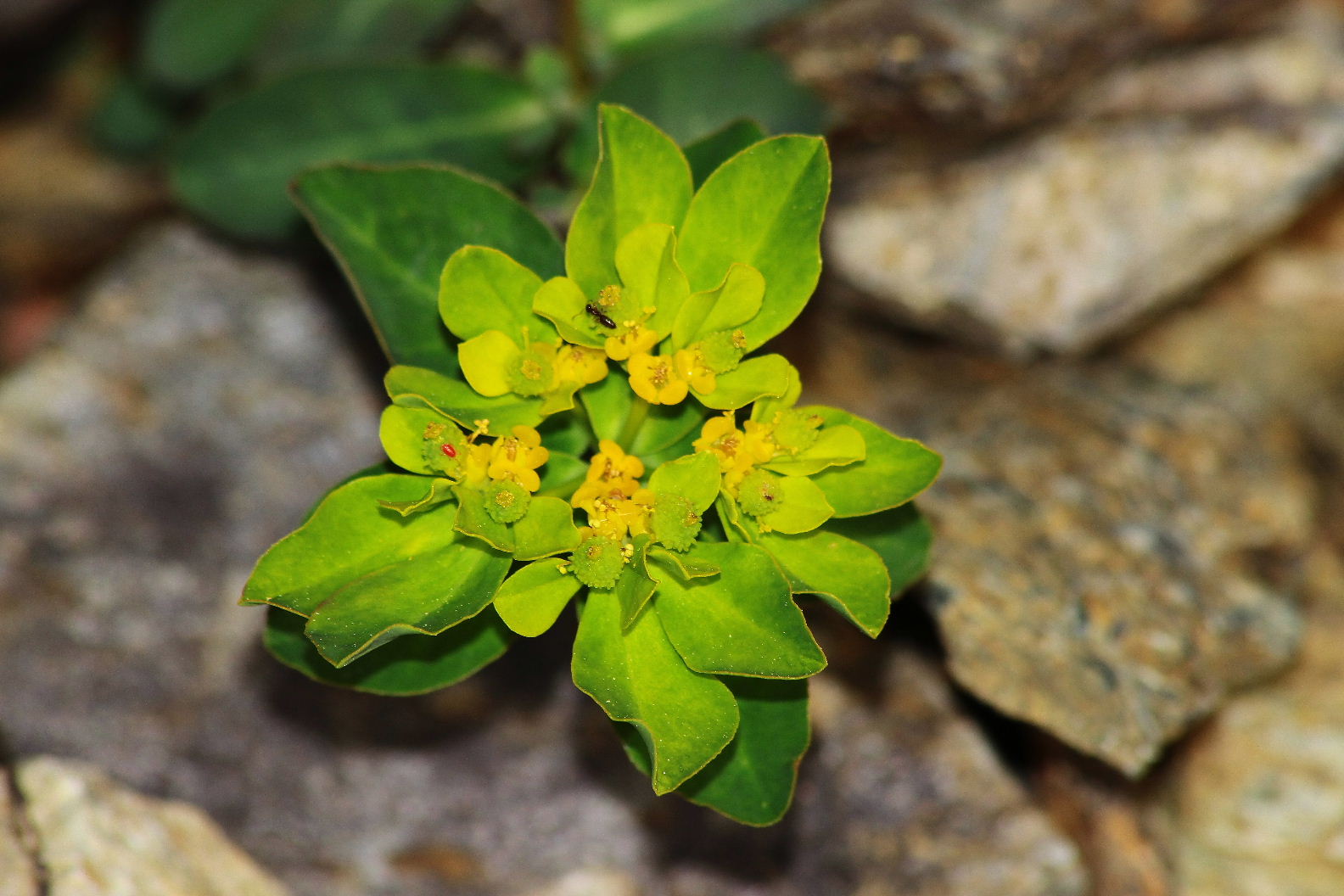 Masone (GE)  Euphorbia brittingeri